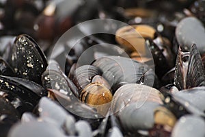 Mussels Closeup photo